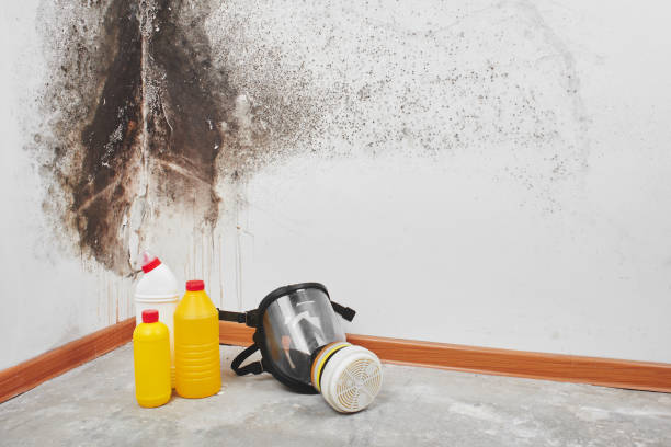 Mold Removal and Inspection in Little Walnut Village, NM