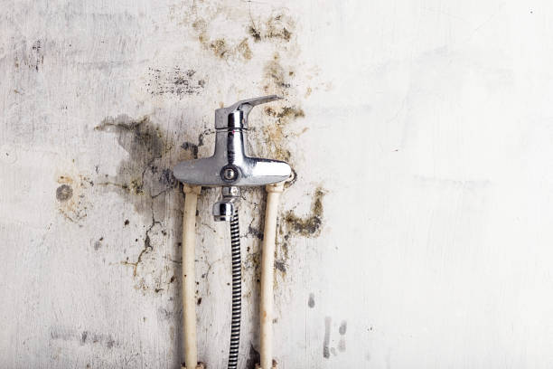 Best Mold Removal Company Near Me  in Little Walnut Village, NM