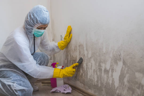Best Commercial Mold Removal  in Little Walnut Village, NM