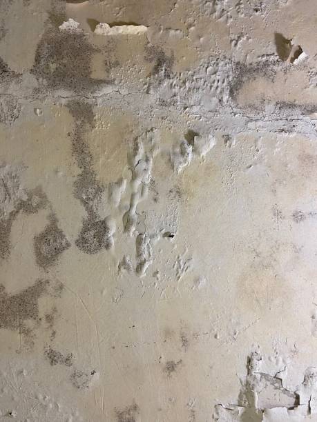 Best Crawl Space Mold Removal  in Little Walnut Village, NM