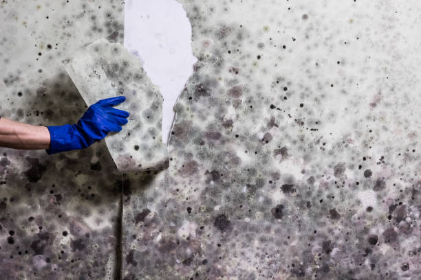 Best Local Mold Removal Service  in Little Walnut Village, NM