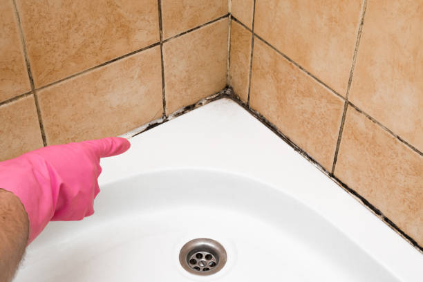Best Mold Testing  in Little Walnut Village, NM